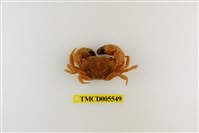 藏品(粗糙酋婦蟹)的圖片